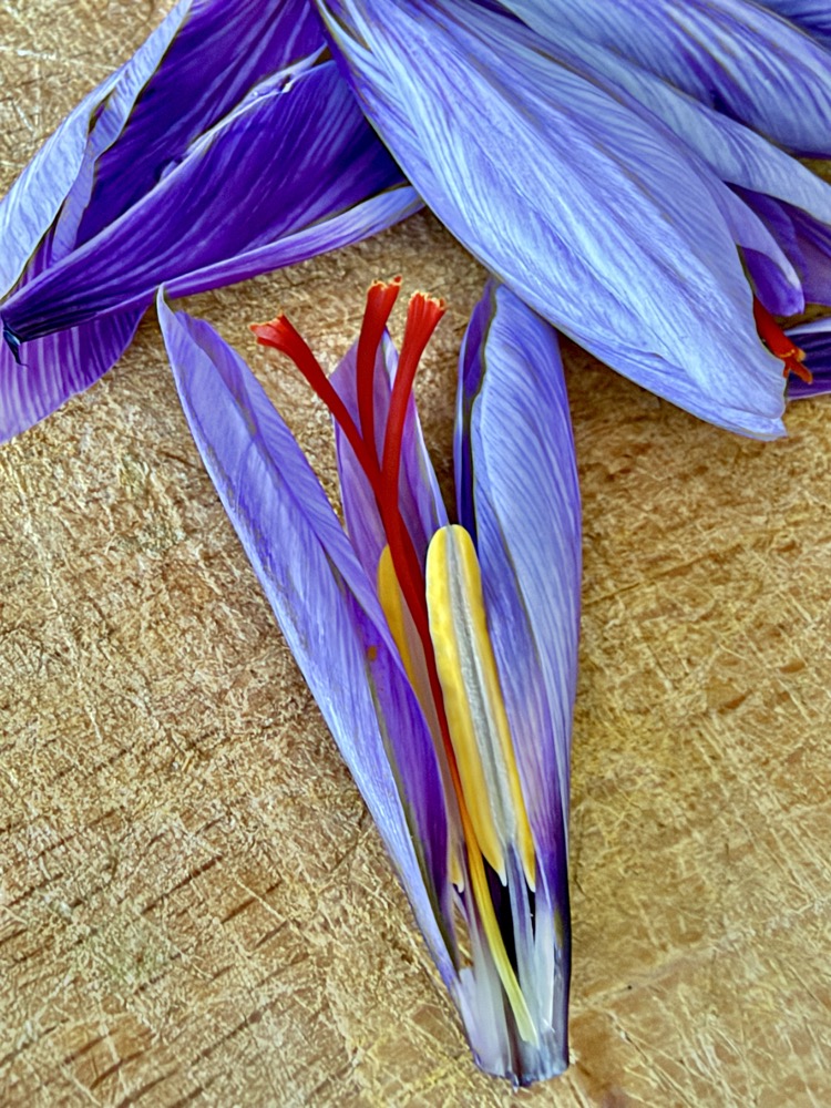 Geöffnete Safranblüte auf Holz mit drei roten Narben